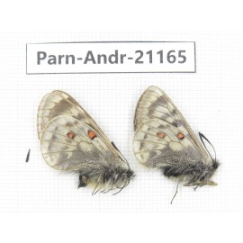 Parnassius andreji andreji. China, Qinghai, Guide county, Qunjia pass. 1P. Parn-Andr-21165.