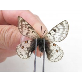 Parnassius andreji andreji. China, Qinghai, Guide county, Qunjia pass. 1P. Parn-Andr-21165.