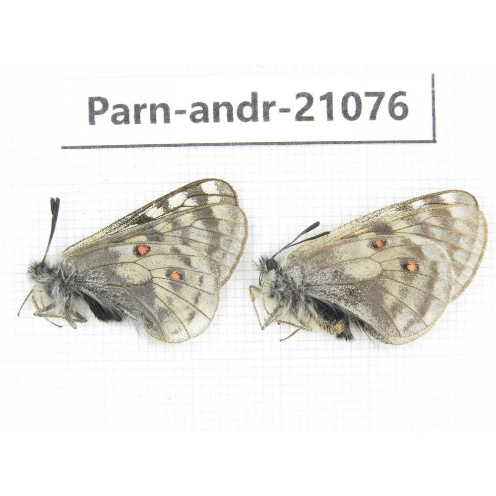 Parnassius andreji kongfuzii. China, Qinghai, S of Qilian county. 1P. Parn-andr-21076.