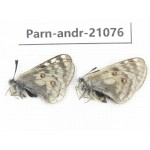 Parnassius andreji kongfuzii. China, Qinghai, S of Qilian county. 1P. Parn-andr-21076.