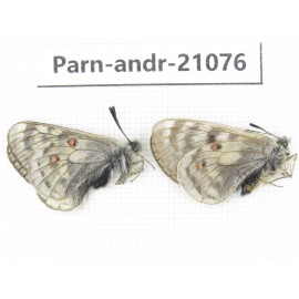 Parnassius andreji kongfuzii. China, Qinghai, S of Qilian county. 1P. Parn-andr-21076.