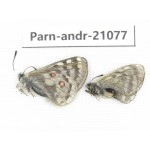 Parnassius andreji kongfuzii. China, Qinghai, S of Qilian county. 1P. Parn-andr-21077.
