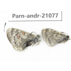 Parnassius andreji kongfuzii. China, Qinghai, S of Qilian county. 1P. Parn-andr-21077.
