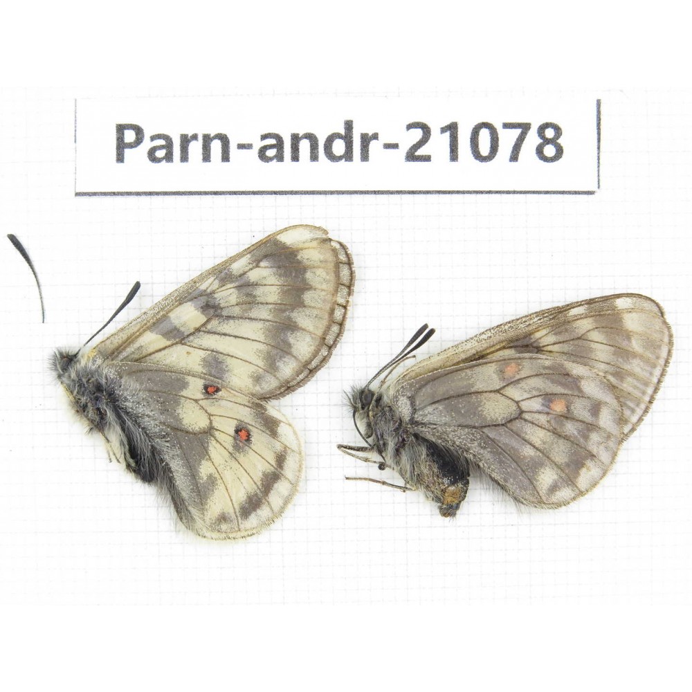 Parnassius andreji kongfuzii. China, Qinghai, S of Qilian county. 1P. Parn-andr-21078.
