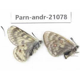 Parnassius andreji kongfuzii. China, Qinghai, S of Qilian county. 1P. Parn-andr-21078.