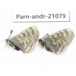 Parnassius andreji kongfuzii. China, Qinghai, S of Qilian county. 1P. Parn-andr-21079.