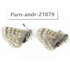 Parnassius andreji kongfuzii. China, Qinghai, S of Qilian county. 1P. Parn-andr-21079.