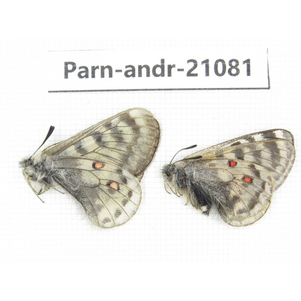 Parnassius andreji kongfuzii. China, Qinghai, S of Qilian county. 1P. Parn-andr-21081.