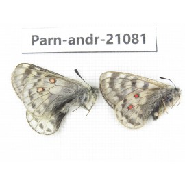 Parnassius andreji kongfuzii. China, Qinghai, S of Qilian county. 1P. Parn-andr-21081.
