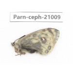 Parnassius cephalus erlaensis. China, Qinghai, Dulan county, Ashizha. 1M. Parn-Ceph-21009.