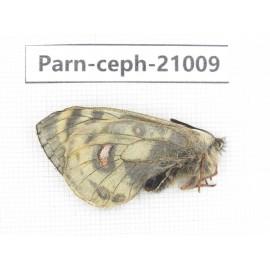 Parnassius cephalus erlaensis. China, Qinghai, Dulan county, Ashizha. 1M. Parn-Ceph-21009.