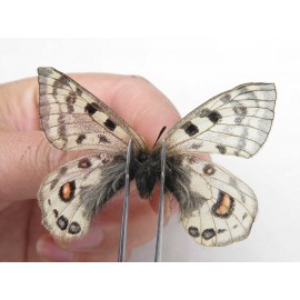 Parnassius cephalus erlaensis. China, Qinghai, Dulan county, Ashizha. 1M. Parn-Ceph-21009.