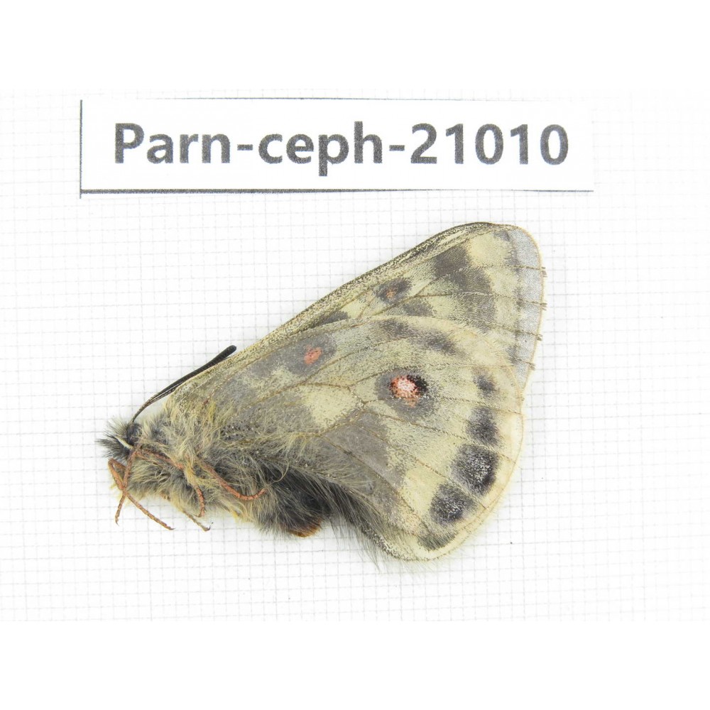 Parnassius cephalus erlaensis. China, Qinghai, Dulan county, Ashizha. 1M. Parn-Ceph-21010.