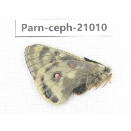Parnassius cephalus erlaensis. China, Qinghai, Dulan county, Ashizha. 1M. Parn-Ceph-21010.