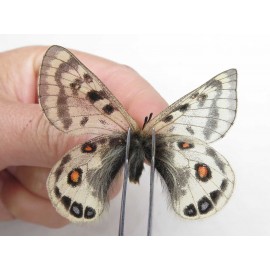 Parnassius cephalus erlaensis. China, Qinghai, Dulan county, Ashizha. 1M. Parn-Ceph-21010.
