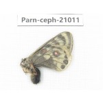 Parnassius cephalus erlaensis. China, Qinghai, Dulan county, Ashizha. 1M. Parn-Ceph-21011.
