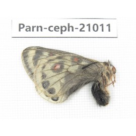 Parnassius cephalus erlaensis. China, Qinghai, Dulan county, Ashizha. 1M. Parn-Ceph-21011.