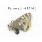 Parnassius cephalus erlaensis. China, Qinghai, Dulan county, Ashizha. 1M. Parn-Ceph-21014.