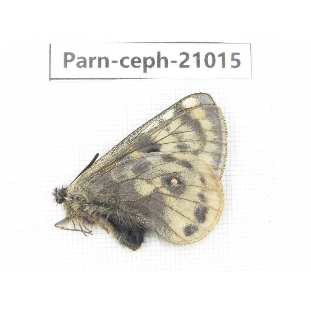 Parnassius cephalus erlaensis. China, Qinghai, Dulan county, Ashizha. 1M. Parn-Ceph-21015.