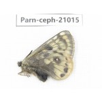 Parnassius cephalus erlaensis. China, Qinghai, Dulan county, Ashizha. 1M. Parn-Ceph-21015.