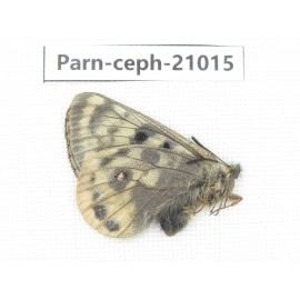Parnassius cephalus erlaensis. China, Qinghai, Dulan county, Ashizha. 1M. Parn-Ceph-21015.