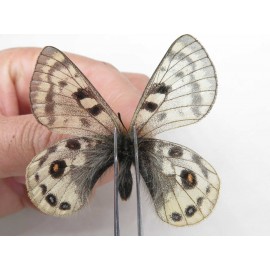 Parnassius cephalus erlaensis. China, Qinghai, Dulan county, Ashizha. 1M. Parn-Ceph-21015.