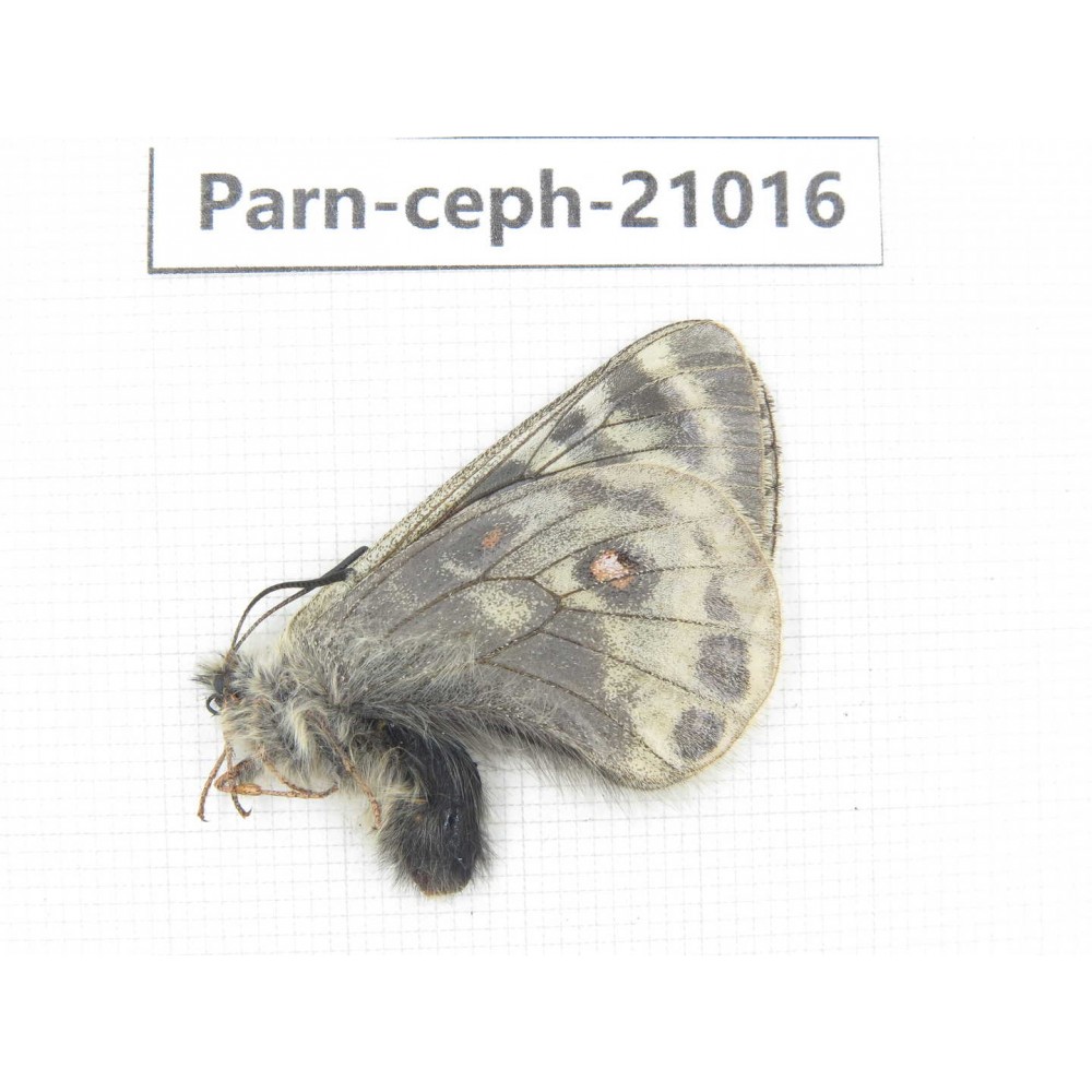 Parnassius cephalus erlaensis. China, Qinghai, Dulan county, Ashizha. 1M. Parn-Ceph-21016.