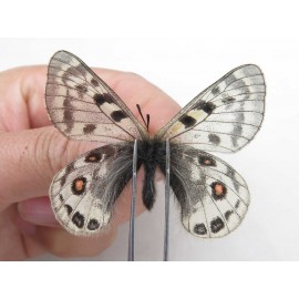 Parnassius cephalus erlaensis. China, Qinghai, Dulan county, Ashizha. 1M. Parn-Ceph-21016.