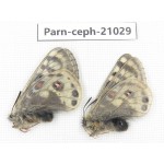Parnassius cephalus erlaensis. China, Qinghai, Dulan county, Ashizha. 2M. Parn-Ceph-21029.