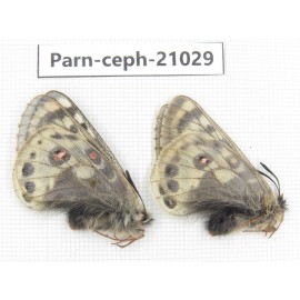 Parnassius cephalus erlaensis. China, Qinghai, Dulan county, Ashizha. 2M. Parn-Ceph-21029.