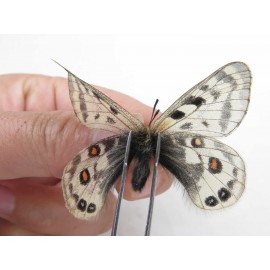 Parnassius cephalus erlaensis. China, Qinghai, Dulan county, Ashizha. 2M. Parn-Ceph-21029.