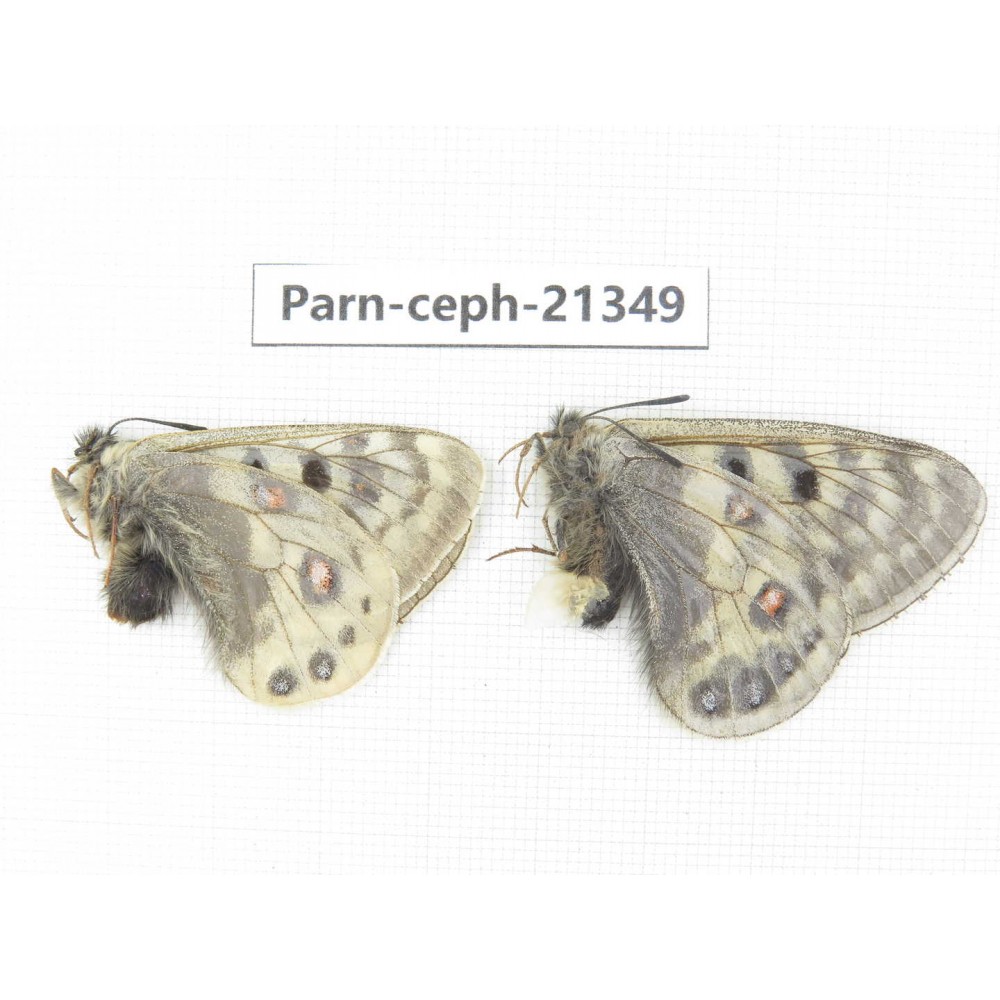 Parnassius cephalus cephalus. China, Qinghai, Guide county, Qunjia pass. 1P. Parn-Ceph-21349.