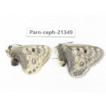 Parnassius cephalus cephalus. China, Qinghai, Guide county, Qunjia pass. 1P. Parn-Ceph-21349.