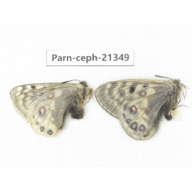 Parnassius cephalus cephalus. China, Qinghai, Guide county, Qunjia pass. 1P. Parn-Ceph-21349.