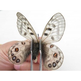 Parnassius cephalus cephalus. China, Qinghai, Guide county, Qunjia pass. 1P. Parn-Ceph-21349.