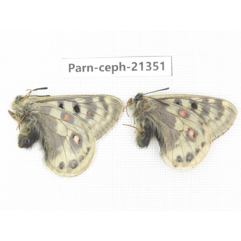 Parnassius cephalus cephalus. China, Qinghai, Guide county, Qunjia pass. 2M. Parn-Ceph-21351.