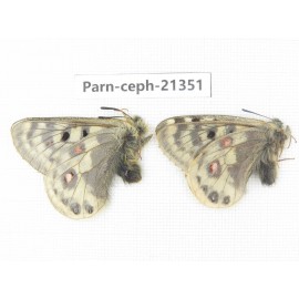 Parnassius cephalus cephalus. China, Qinghai, Guide county, Qunjia pass. 2M. Parn-Ceph-21351.