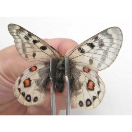 Parnassius cephalus cephalus. China, Qinghai, Guide county, Qunjia pass. 2M. Parn-Ceph-21351.