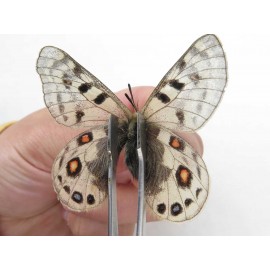 Parnassius cephalus cephalus. China, Qinghai, Guide county, Qunjia pass. 2M. Parn-Ceph-21351.