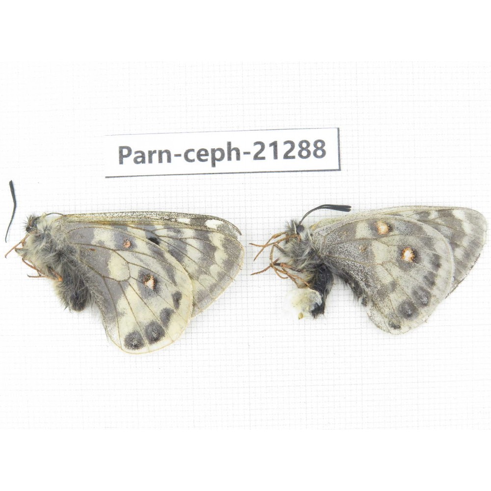 Parnassius cephalus eierhoffi. China, Qinghai, Maduo county, Huashixia. 1P. Parn-Ceph-21288.