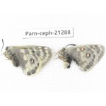 Parnassius cephalus eierhoffi. China, Qinghai, Maduo county, Huashixia. 1P. Parn-Ceph-21288.