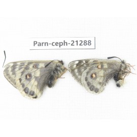Parnassius cephalus eierhoffi. China, Qinghai, Maduo county, Huashixia. 1P. Parn-Ceph-21288.