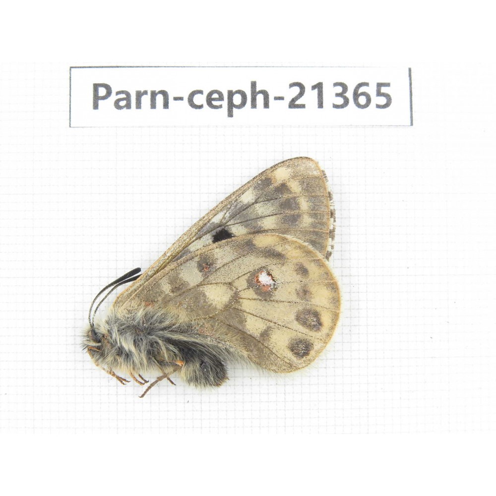 Parnassius cephalus micheli. China, Tibet, Tanggula pass. 1M. Parn-Ceph-21365.
