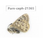 Parnassius cephalus micheli. China, Tibet, Tanggula pass. 1M. Parn-Ceph-21365.