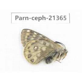 Parnassius cephalus micheli. China, Tibet, Tanggula pass. 1M. Parn-Ceph-21365.
