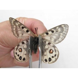 Parnassius cephalus micheli. China, Tibet, Tanggula pass. 1M. Parn-Ceph-21365.