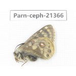Parnassius cephalus micheli. China, Tibet, Tanggula pass. 1M. Parn-Ceph-21366.