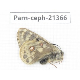 Parnassius cephalus micheli. China, Tibet, Tanggula pass. 1M. Parn-Ceph-21366.