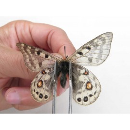 Parnassius cephalus micheli. China, Tibet, Tanggula pass. 1M. Parn-Ceph-21366.