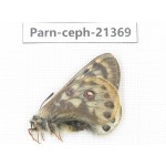 Parnassius cephalus micheli. China, Tibet, Tanggula pass. 1M. Parn-Ceph-21369.